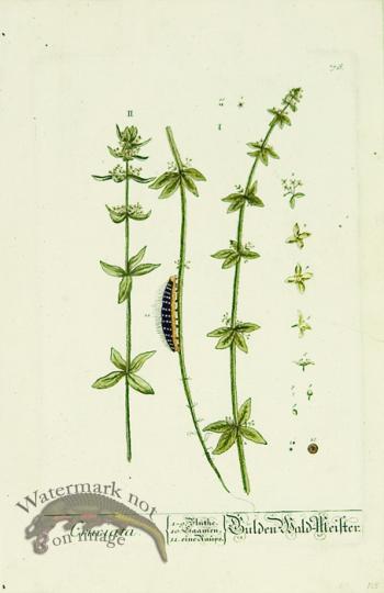 Blackwell German 260